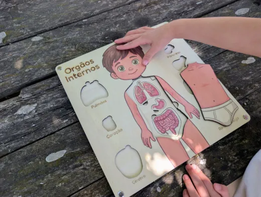 Puzzle de madeira dos órgãos internos, versão menino